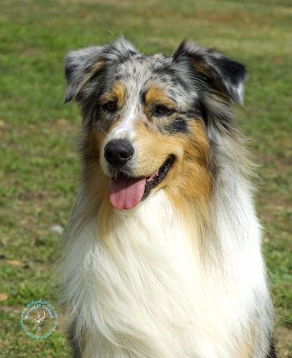 Australian Shepherd 9K008D-03.JPG